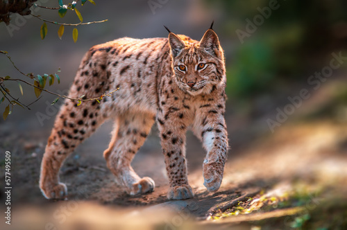 one handsome lynx stays in colorful spring forest © Mario Plechaty
