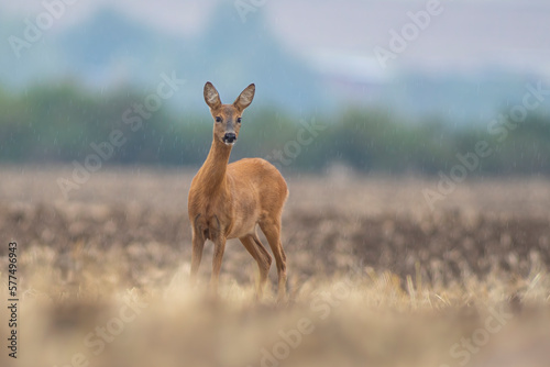 one beautiful deer doe standing on a harvested field in autumn