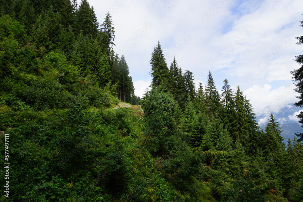 forest in the mountains