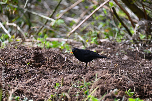 A blackbird in a meadow photo