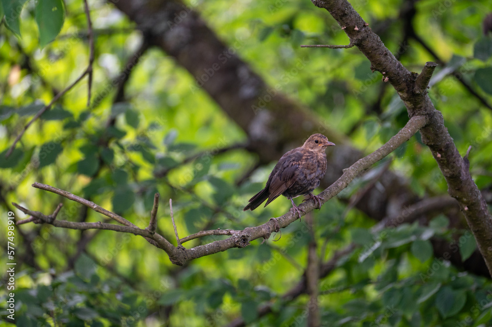 A blackbird sits in a tree A blackbird sits in a tree