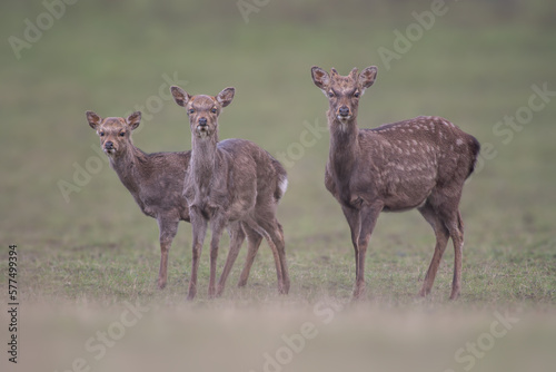 3 young red deer does stand in a meadow