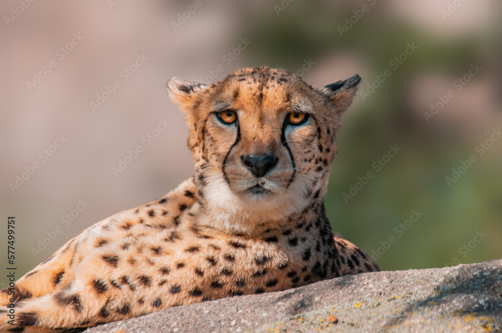 cheetah lies on a stone and relaxes cheetah lies on a stone and relaxes