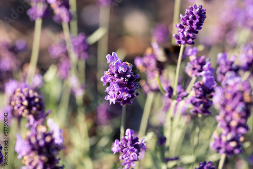 Lavender flower field, Blooming Violet fragrant lavender flowers. Growing Lavender swaying on wind over sunset sky, harvest, perfume ingredient, aromatherapy.