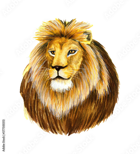Fototapeta Naklejka Na Ścianę i Meble -  Lion Animals King. Lion portrait. Watercolor illustration. Wildlife animal