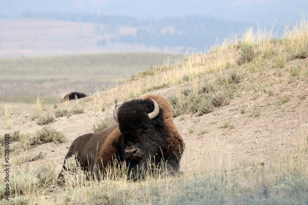 Bison bull lies in prairie