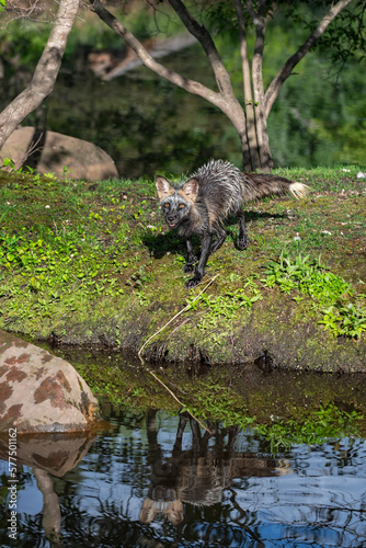 Cross Fox  Vulpes vulpes  Stands On Island Reflected in Water Summer