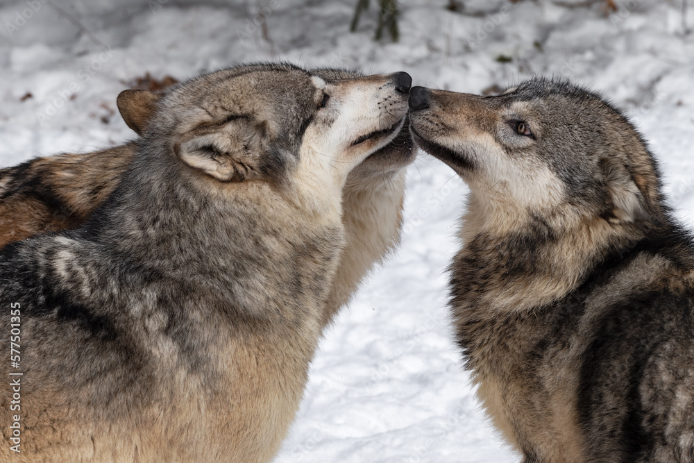Grey Wolves (Canis lupus) Noses Together Winter Grey Wolves (Canis lupus) Noses Together Winter