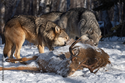 Grey Wolf (Canis lupus) Eye Over Body of White-tail Deer Winter © geoffkuchera