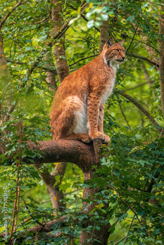 one handsome lynx hides in colorful spring forest