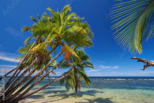 Coconut Palm Trees on Isla Bastimentos, Panama