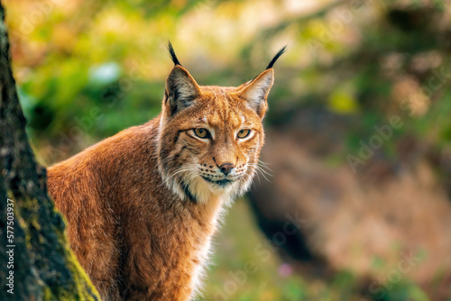 one handsome lynx stays in colorful spring forest
