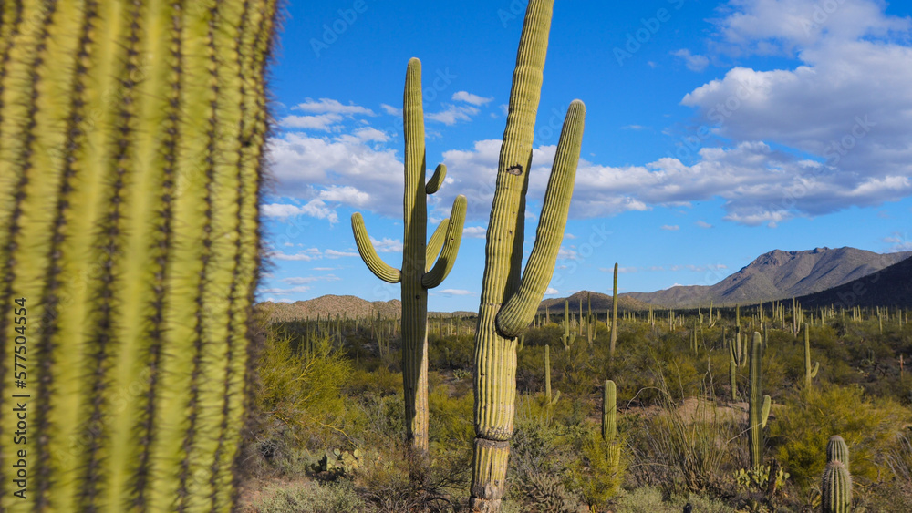 Saguaro cacti in the Arizona desert
