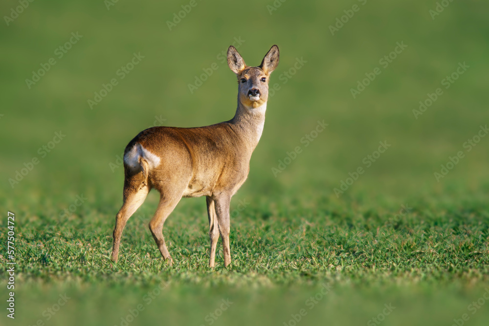 one beautiful doe doe standing on a green field in spring one beautiful doe doe standing on a green field in spring
