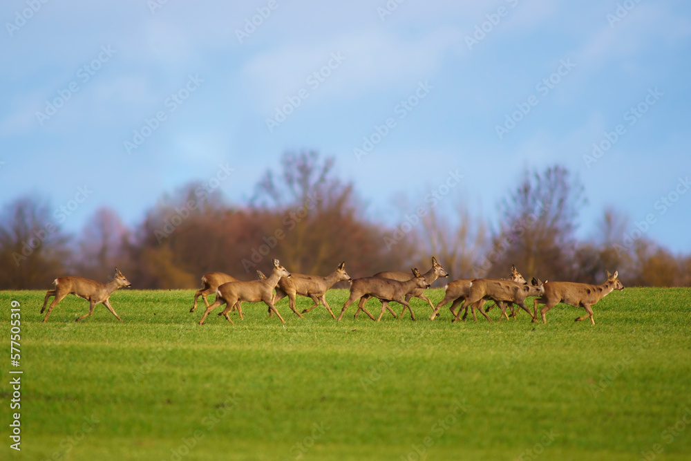 a group of deer in a field in spring a group of deer in a field in spring