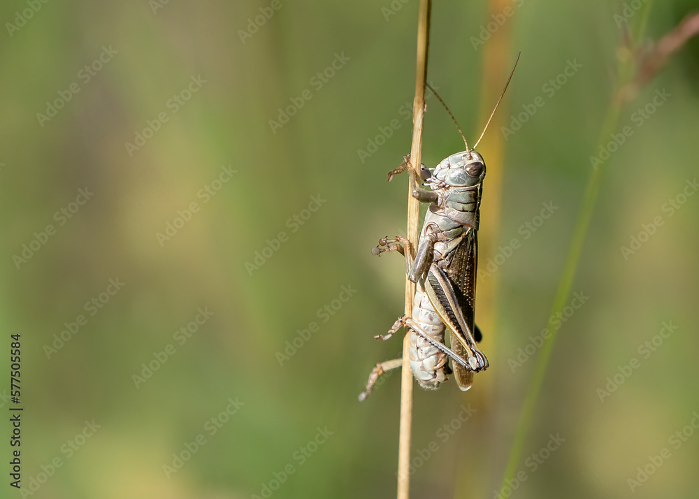 grasshopper on the grass grasshopper on the grass