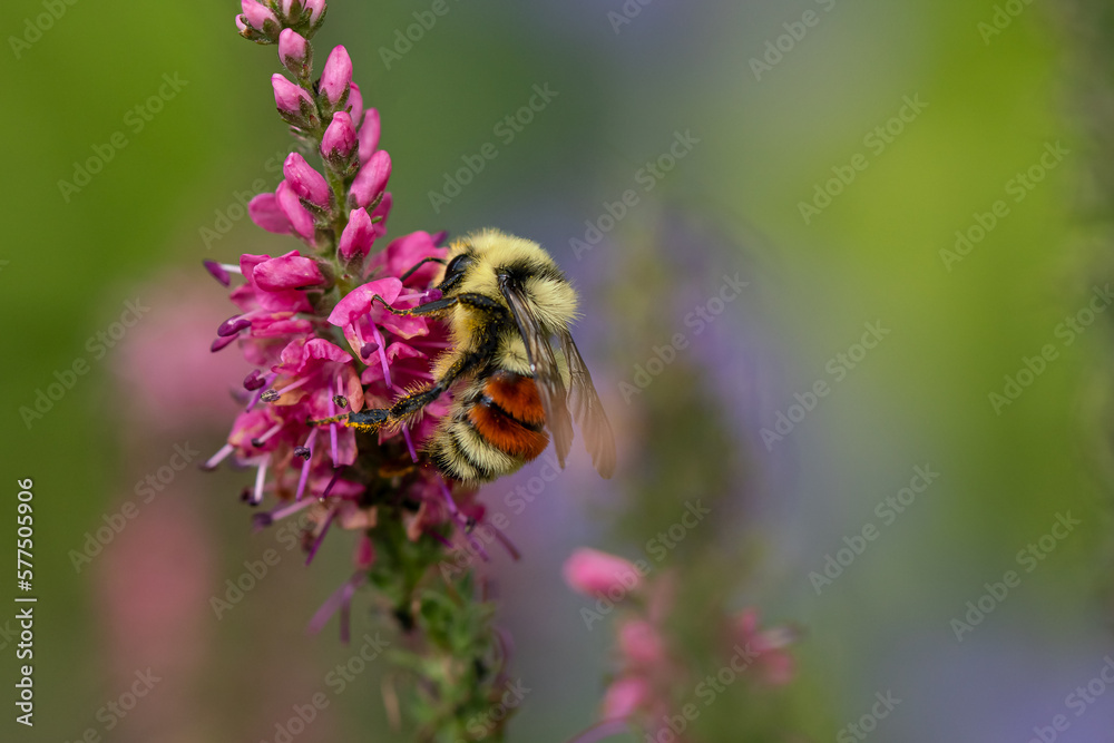 Fototapeta premium bee on flower