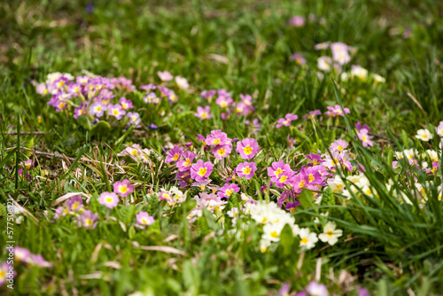 Spring floral background. First spring flowers. Flowers in spring.