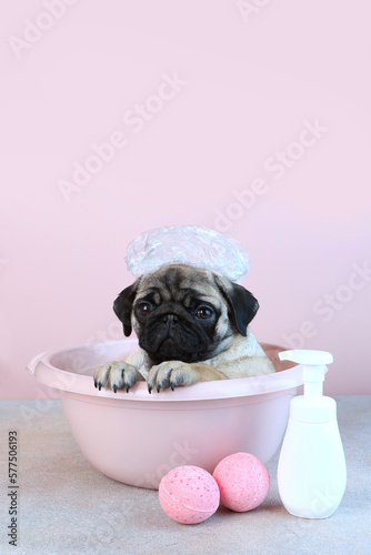 The pug is bathing. The puppy takes water treatments in a pink basin. A cap on the dog's head. Pink background. The concept of hygiene in animals.Vertical photo. © Alla