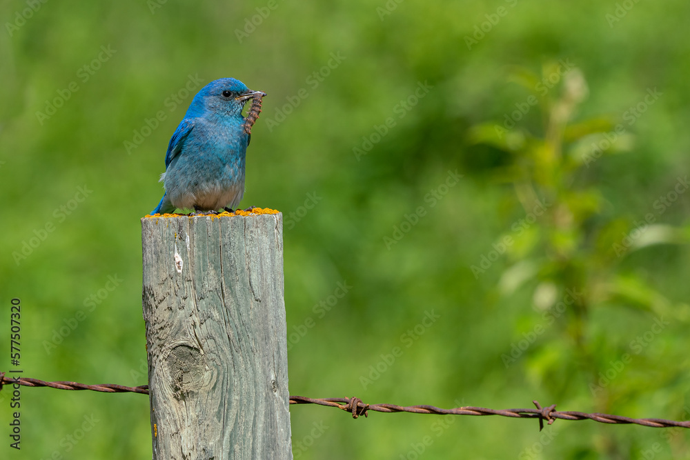 Obraz premium blue bird on a fence