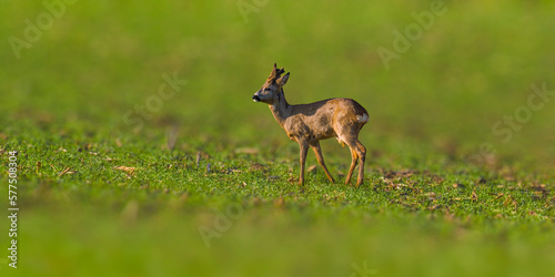 one young roebuck stands on a green field in spring