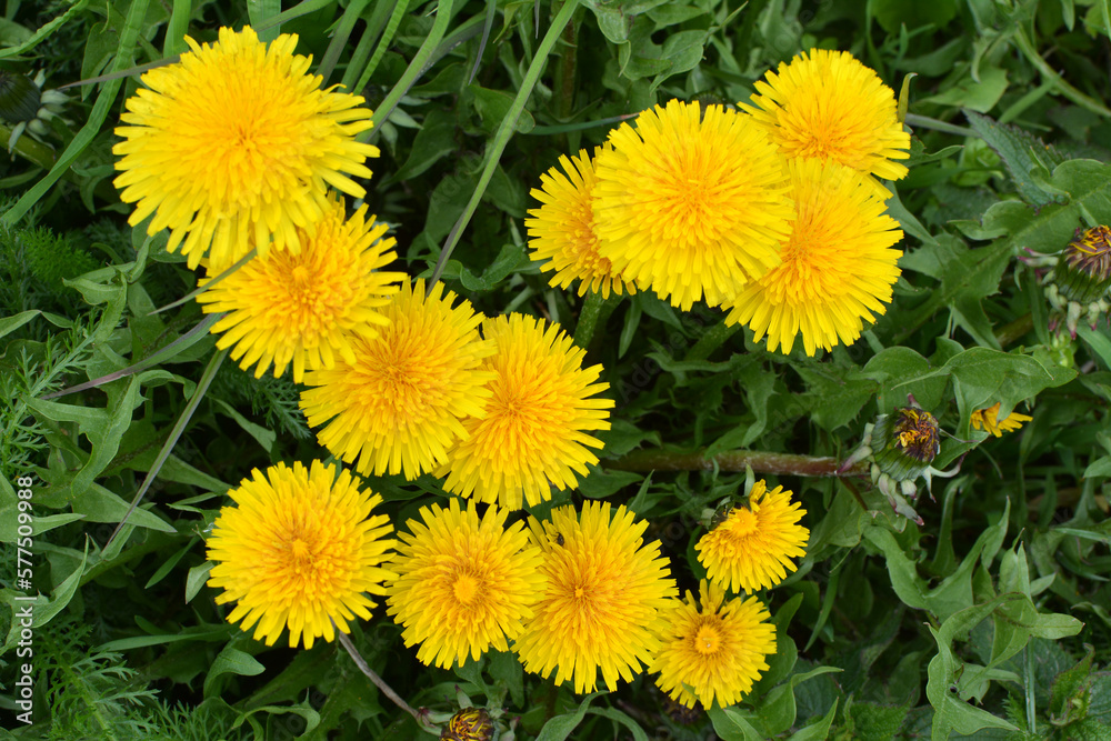 Dandelion (Taraxacum officinale) grows in nature in spring Dandelion (Taraxacum officinale) grows in nature in spring