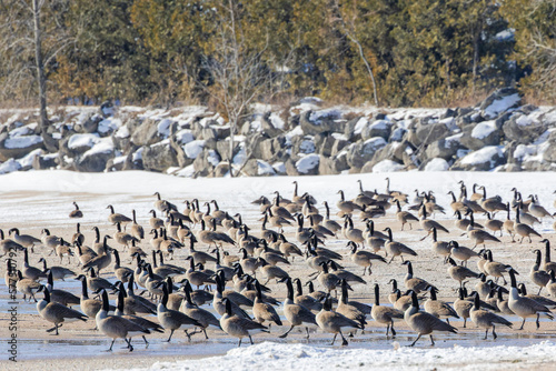 Flock of Canada geese (Branta canadensis)on the hore of lake Michigan
