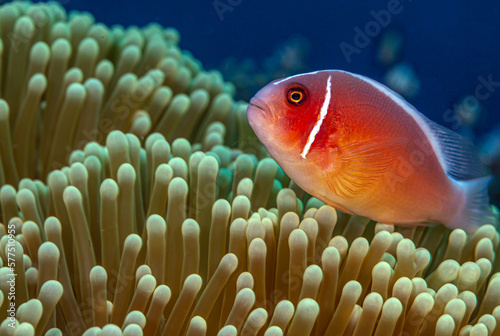 Amphiprion perideraion, pink skunk clownfish,