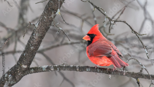 red cardinal in winter © Sandra