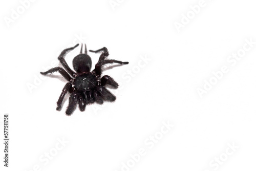 black spider in white background of the bathroom, macrothele calpeiana 