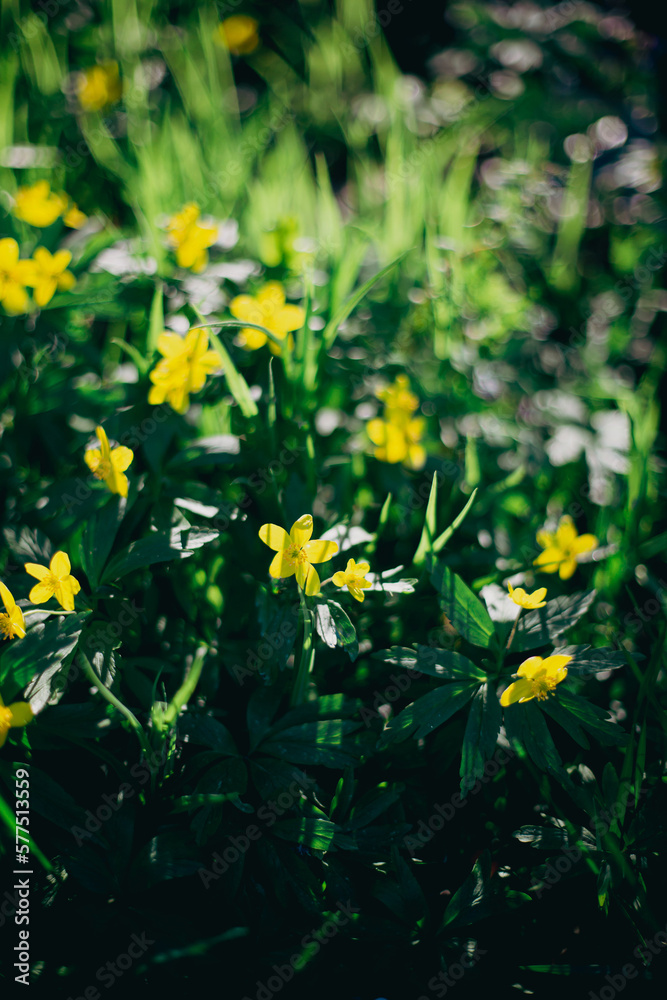 Green spring background with wild yellow flowers