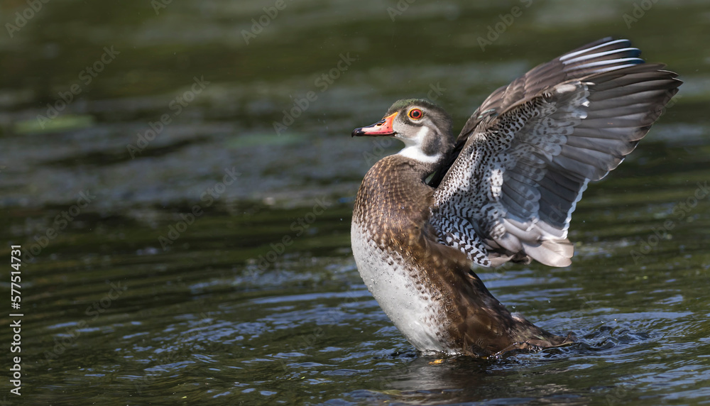 wood duck wood duck