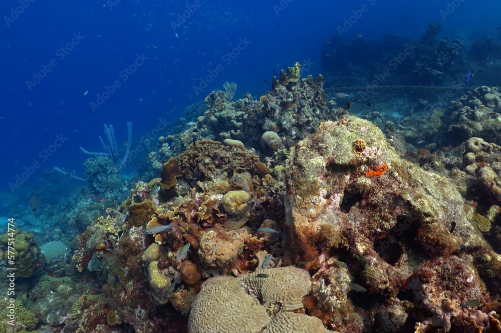 Naklejka premium Tropical healthy coral reef with sea sponges and fish. Deep blue ocean and colorful marine life, underwater photography from scuba diving. Fish and corals in the water.