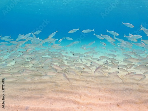 School of fish  swimming in the tropical blue ocean. Shallow sea with sandy bottom and fish. Underwater photography from snorkeling. Seascape with marine wildlife.