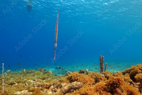 Trumpetfish (Aulostomidae) and coral reef with sea sponge. Coral reef with marine wildlife, blue tropical ocean and mooring buoy. Underwater photography from scuba diving in the shallow water. photo