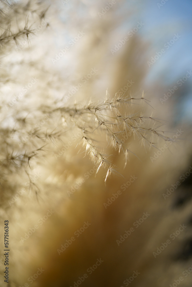 Obraz premium Fluffy dry reed, soft focus, macro. Closeup of dry wild grass, shallow depth of field