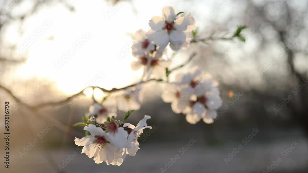 Almond fields in a blossom. Slow motion close-up of blooming almond tree branches with flowers. Spring blooming trees Almond fields in a blossom. Slow motion close-up of blooming almond tree branches with flowers. Spring blooming trees