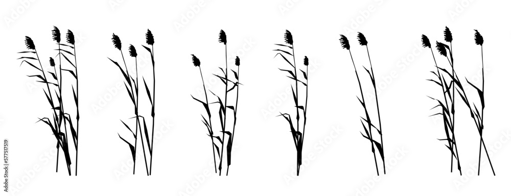 Set of reed shoots. Coastal reeds. Swamp landscape. View of the river bank. Silhouette picture. Isolated on white background. Vector. - obrazy, fototapety, plakaty 