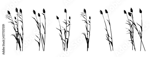 Fotografia Set of reed shoots