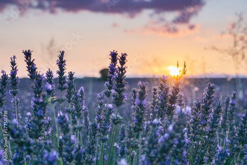 lavender field at sunset