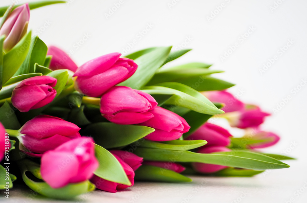 Obraz premium Beautiful pink tulips on a white background
