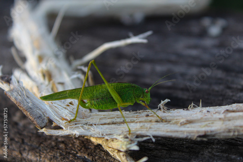 An insect sits on a tree, a green grasshopper