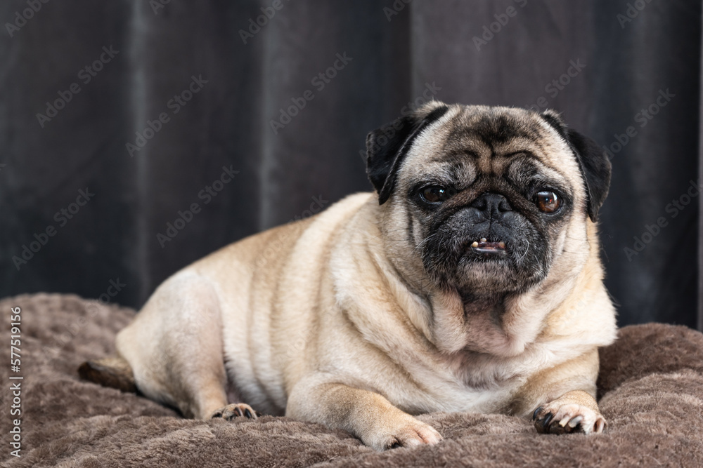 picture of a pug on the couch 1