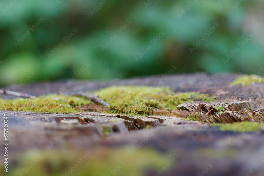 cut tree trunk with green grass grow
cut tree trunk with green grass grow