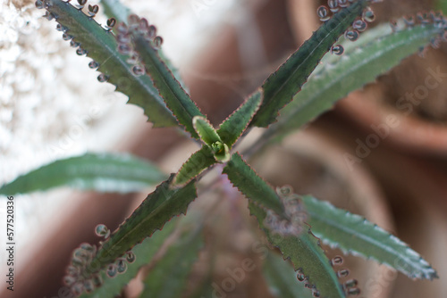 Succulent plant closeup - gardening
