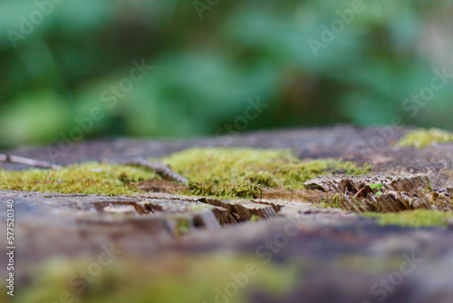 cut tree trunk with green grass grow

