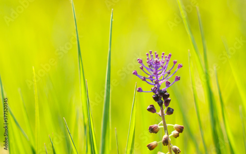 sunny spring nature background - Blurry organic green landscape with grass and a purple flower