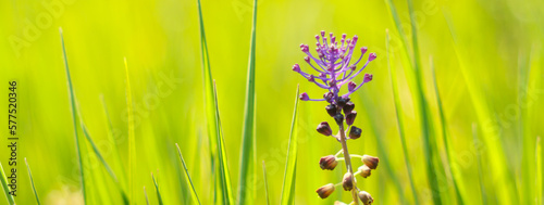 sunny spring nature background - Blurry organic green landscape with grass and a purple flower
