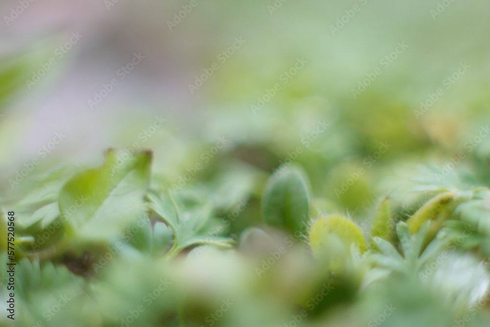 spring nature background - Blurry organic green landscape with grass spring nature background - Blurry organic green landscape with grass