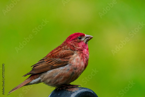 Red Finch sits on feeder